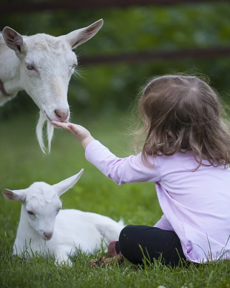 sophia welcoming goats info