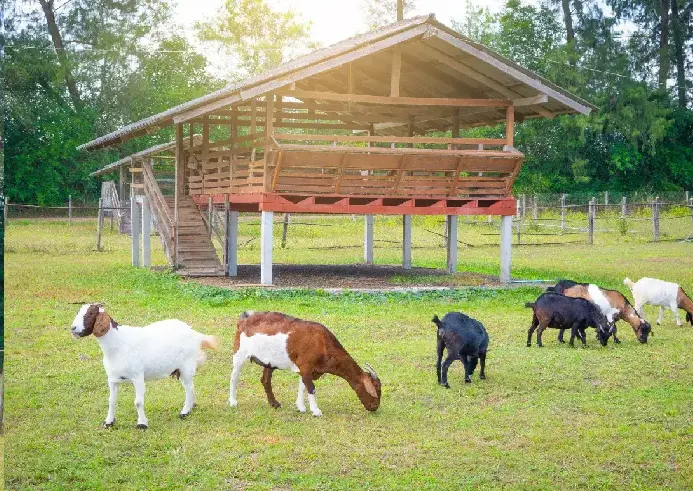 Goats at farm